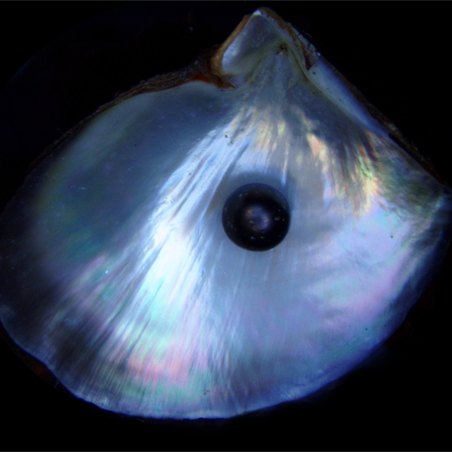 Perla di Tahiti nera sulla sua ostrica perlifera