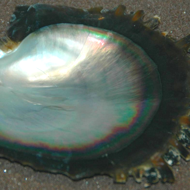 Pinctada margaritifera